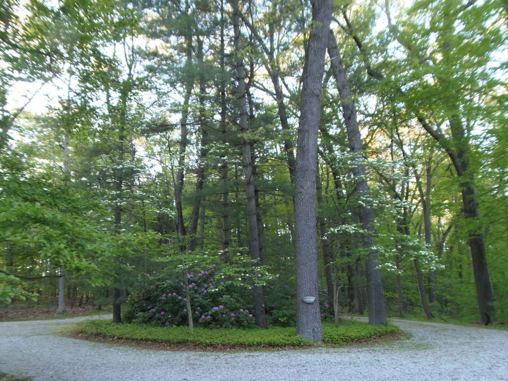 Rhody Island early bloom